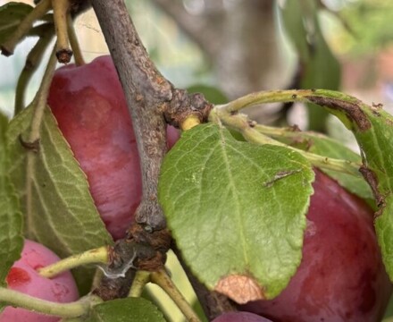 Thumbnail IMG 6956 (1) Andrea Spowart