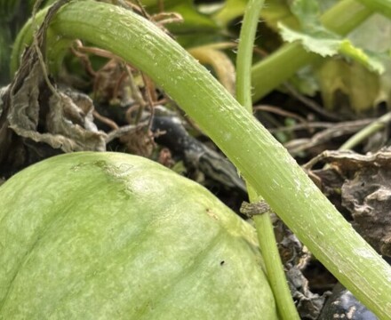 Thumbnail IMG 6952   Copy Andrea Spowart