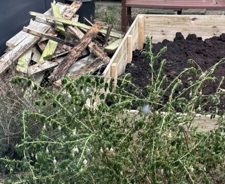 Garden 3 Andrea Spowart