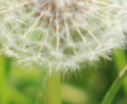 IMG 3039 cropped