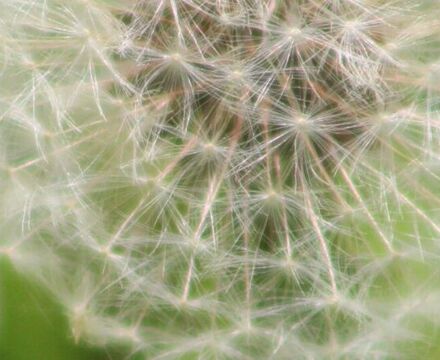 IMG 3034 cropped