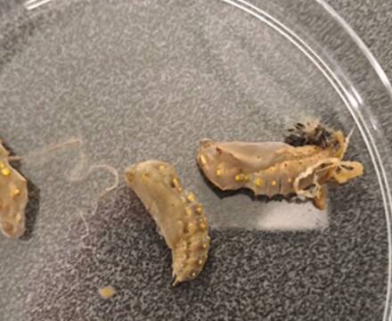 MAA Caterpillar 2