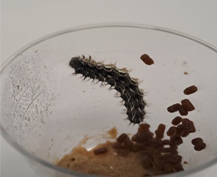 MAA Caterpillar